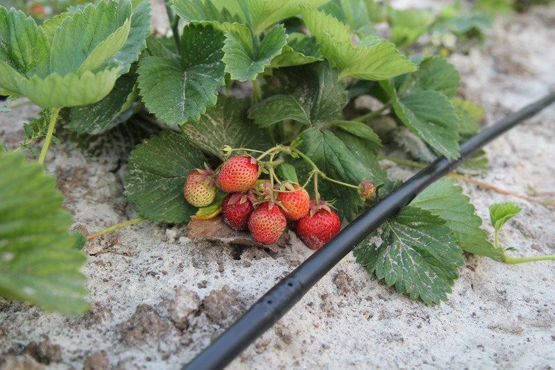 Трубка багаторічна з емітером 2 л/год (100см) &Oslash;16 Pesto 000020469 фото